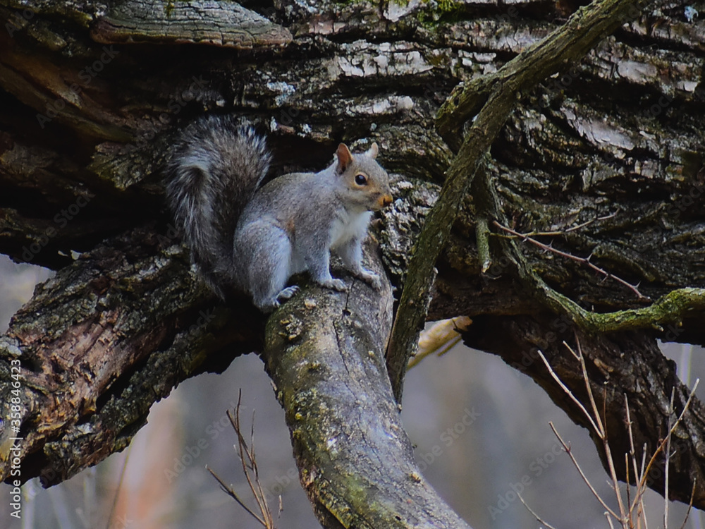 Portrait of a Squirrel Portrait of a Squirrel