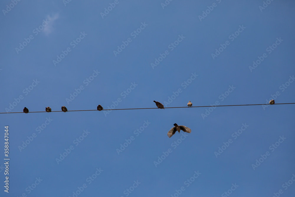 birds on wire