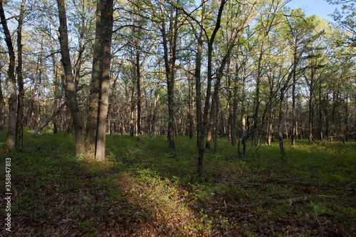 Forest in the summer in Long Island, NY