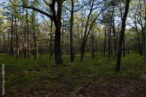 Forest in the summer in Long Island, NY