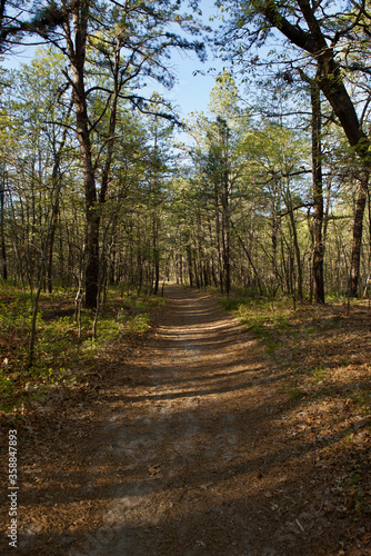 Summer forest trail and path between forest trees in Long Island  NY