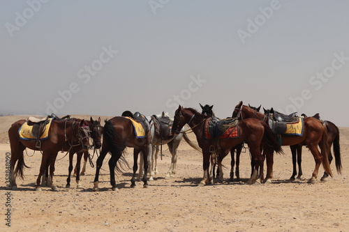 Horses in Giza Pyramid Complex  Cairo  Egypt