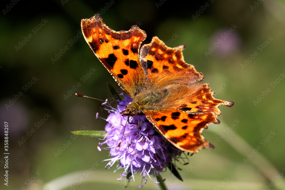 Obraz premium A Comma Butterfly nectaring on Devil's bit Scabious.