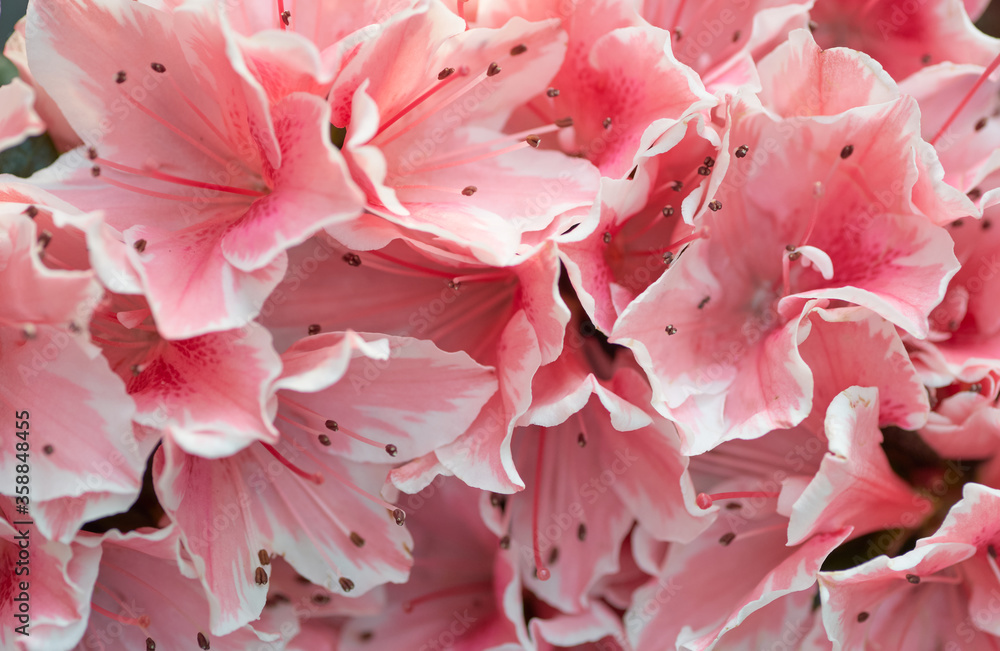 Close-up view the sweet pink flowers