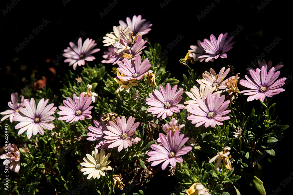 pale purple daisies on pot at garden pale purple daisies on pot at garden