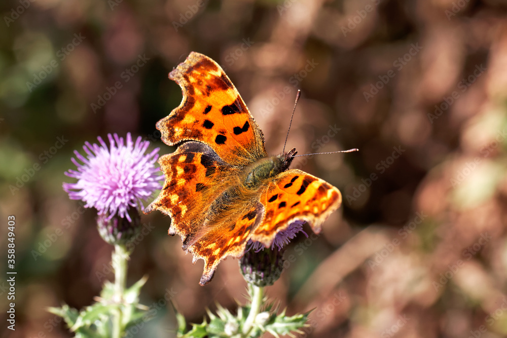 Fototapeta premium A Comma Butterfly nectaring Creeping Thristle. 