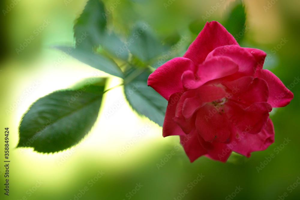 Red rose in summer garden