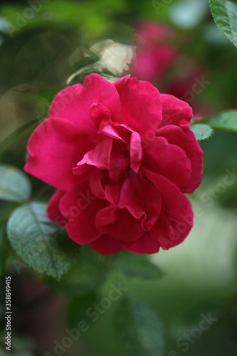 Red rose in summer garden
