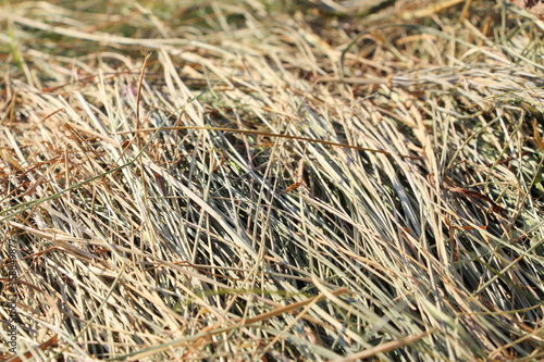 Dry mowed grass in a field in a village. Straw is animal feed.