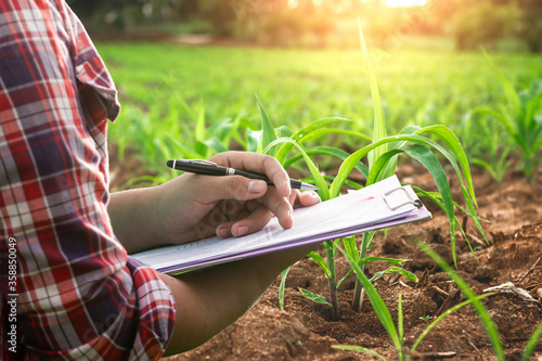 Close up hand of farmer recording the growth of corn in corn field with light sunset background.