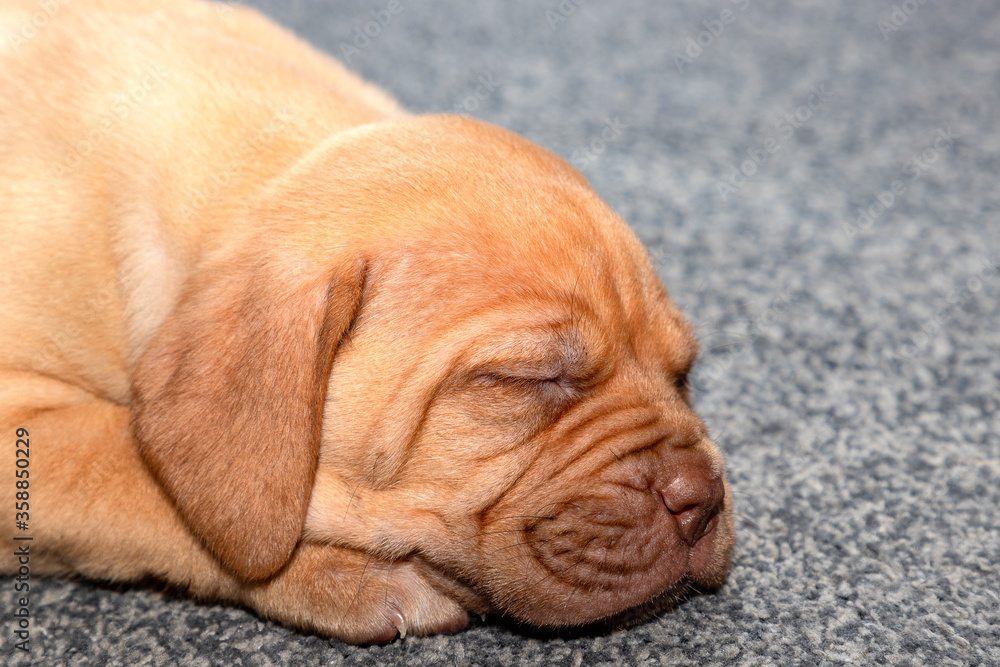 A portrait shot of Mabel, a beautiful 5 week old French Mastiff (Dogue de Bordeaux) puppy, laid on the floor asleep.