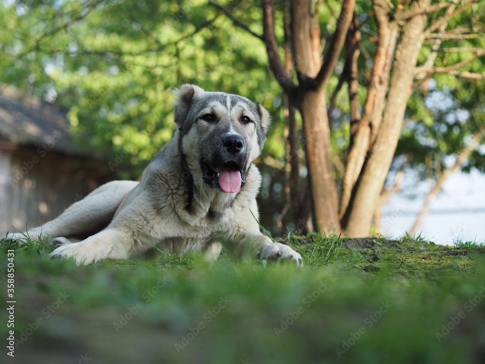 Portrait of a dog in nature. Central Asian shepherd dog, puppy