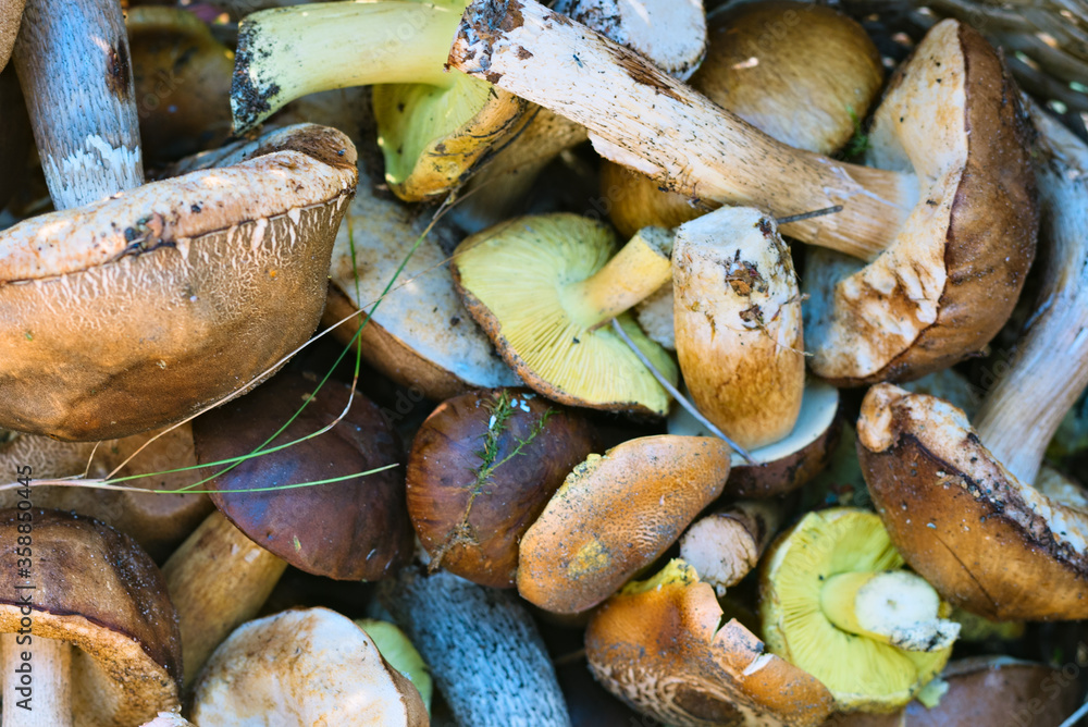 Background with full basket of fresh wild mushrooms Background with full basket of fresh wild mushrooms
