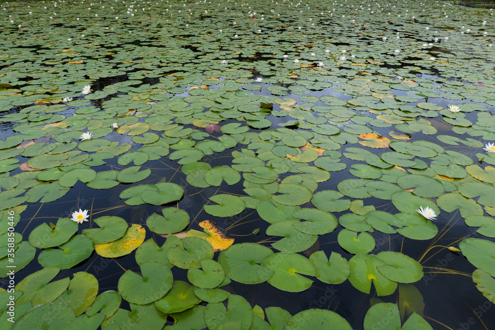 Lotus Lotus