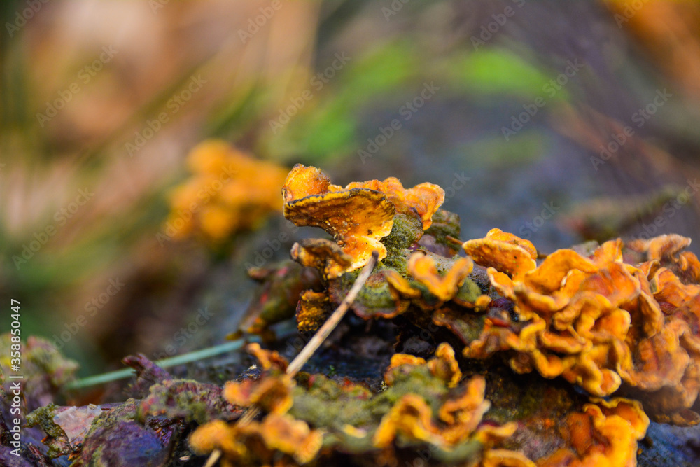 Pilz auf dem Baum Pilz auf dem Baum
