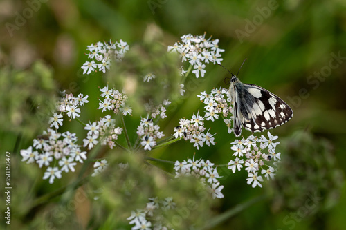 Marbled white butterfly, melanargia galathea, resting on the small white flowers of the wild burnet saxifrage photo