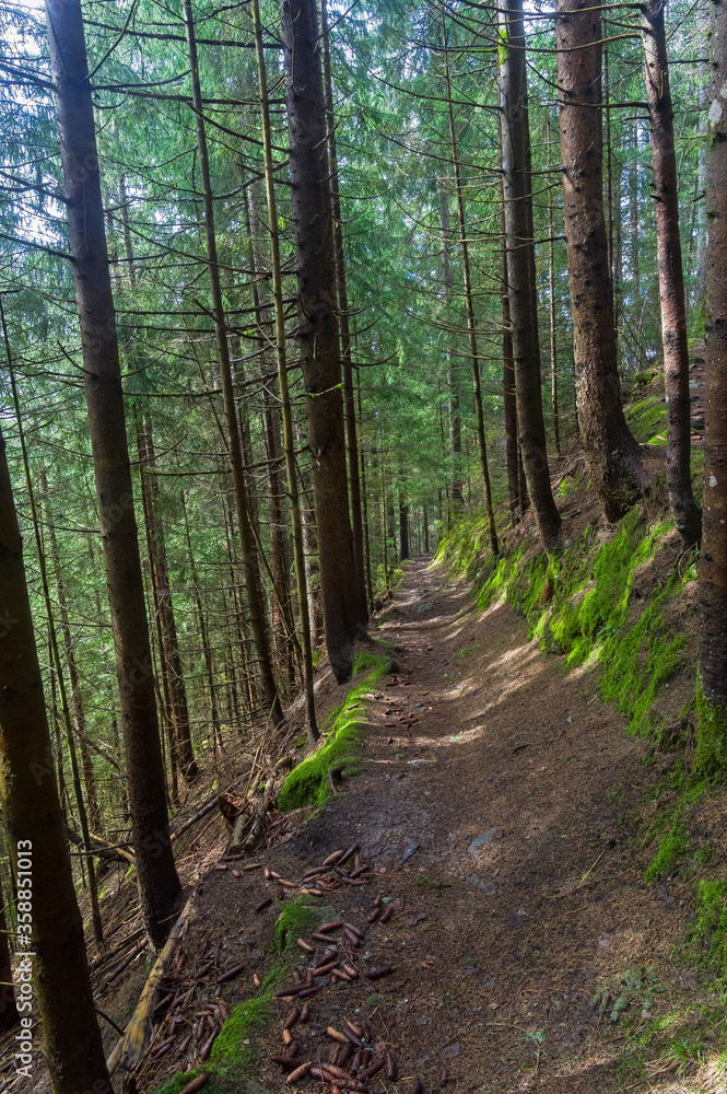 Fototapeta premium Hillside trail.