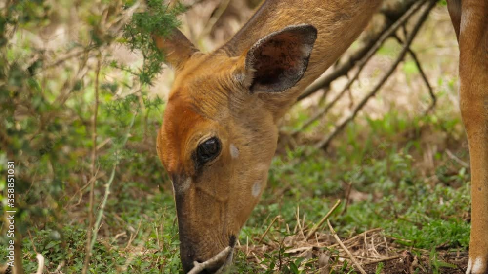 Closeup of female Nyala antelope happily eating leaves Closeup of female Nyala antelope happily eating leaves