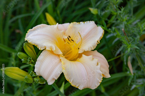 cream daylily