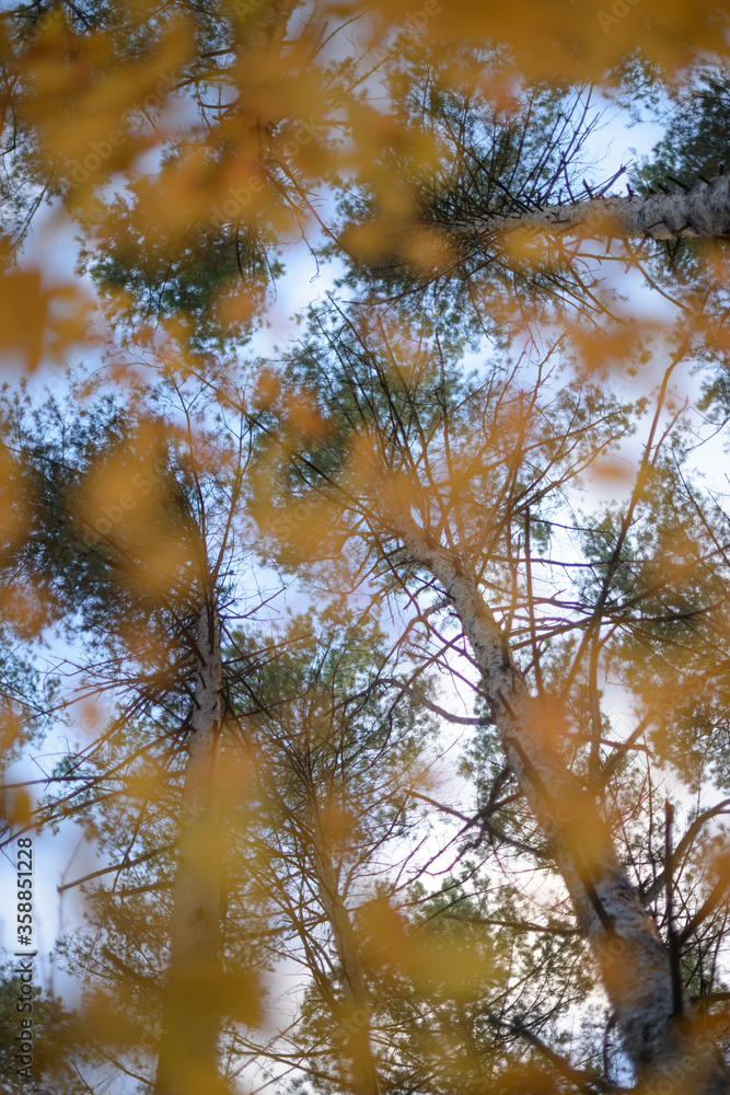 Fototapeta premium autumn background blurred bokeh landscape trees, leaves and sky. Yellow autumn leaves.