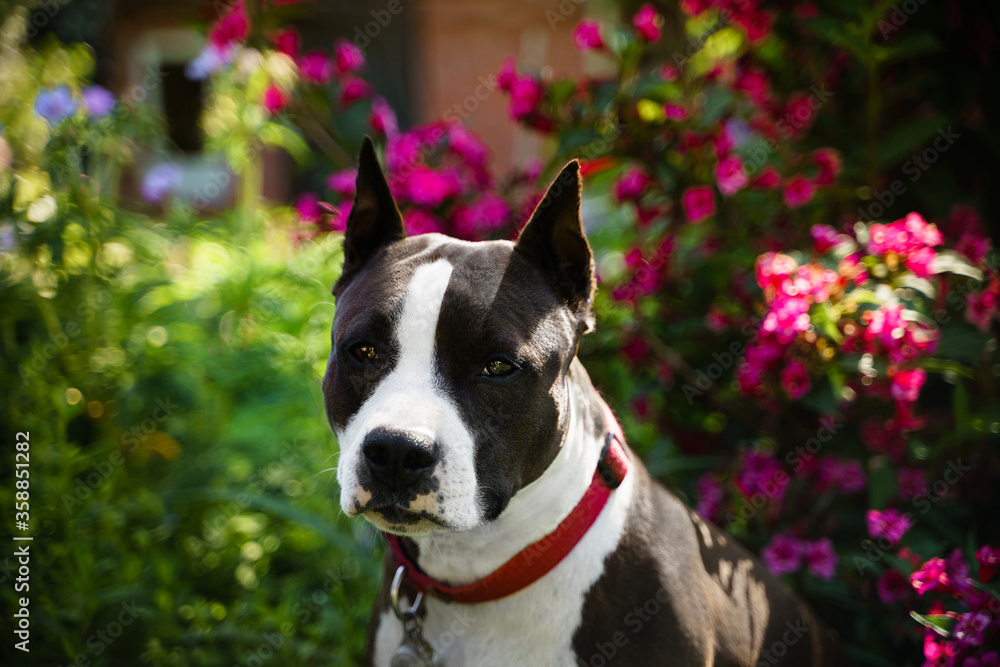 Friendly female of American Staffordshire Terrier sitting among pink flowers in a summer park. Dog portrait. Red collar.