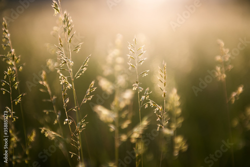 Green grass on the forest meadow at sunset. Macro image. Beautiful summer nature background