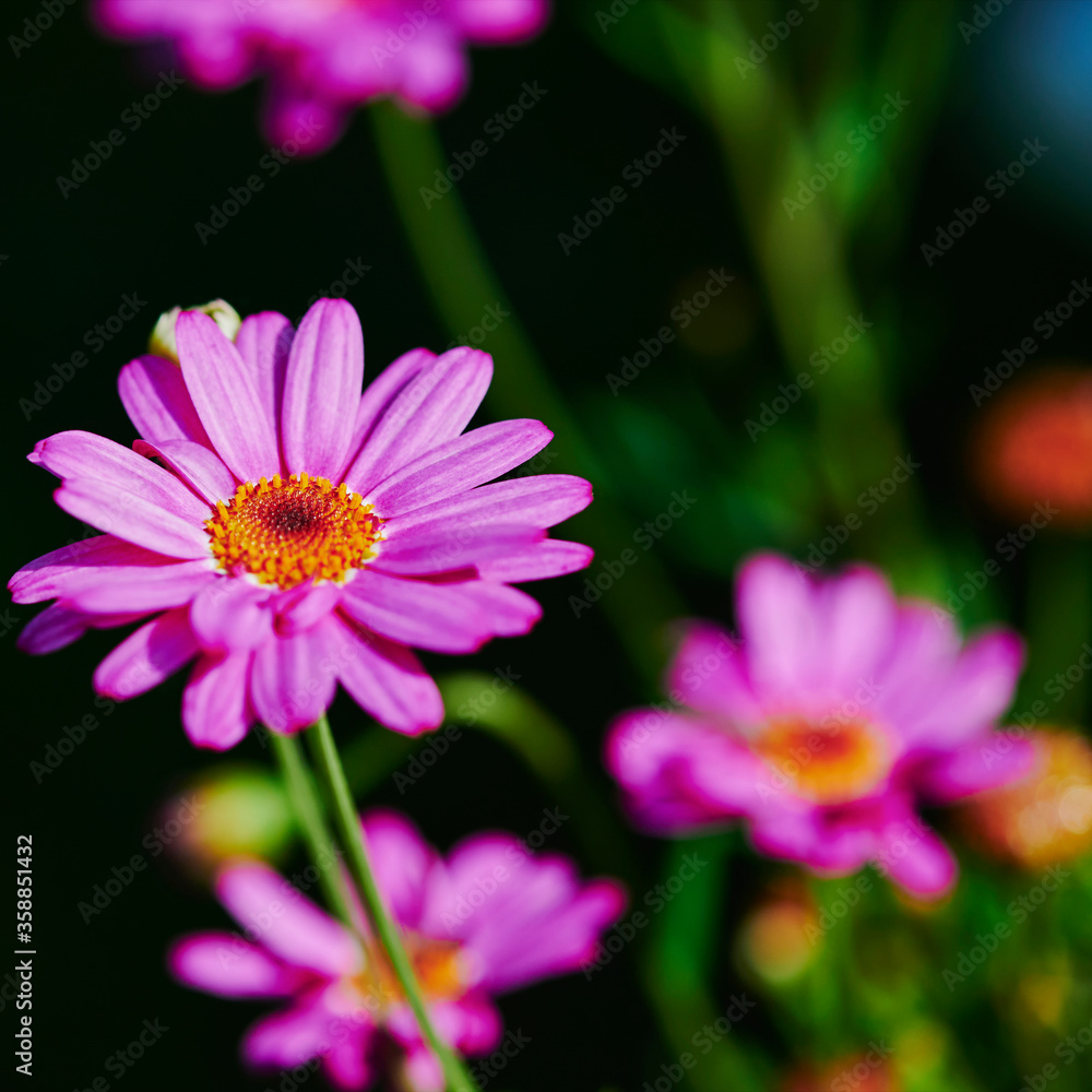 Macro shot of vibrant pink marguerites (Leucanthemum) in the sun. Macro shot of vibrant pink marguerites (Leucanthemum) in the sun.