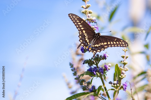 butterfly on chaste tree