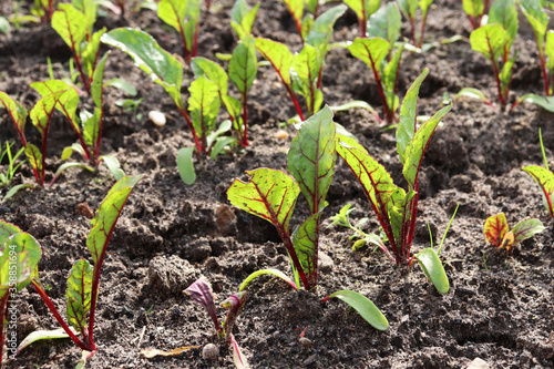 tops of young beets in the garden