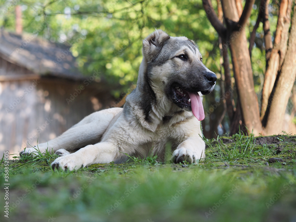 Portrait of a dog in nature. Central Asian shepherd dog, puppy Portrait of a dog in nature. Central Asian shepherd dog, puppy