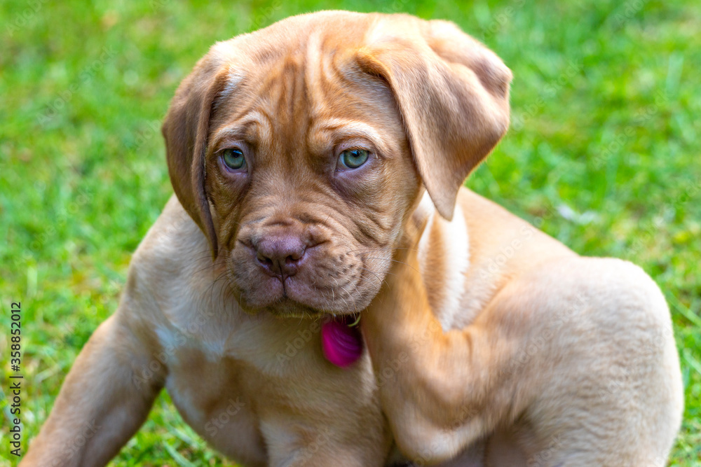 Mabel, an 8 week old Dogue de Bordeaux (French Mastiff) bitch, with the less common fawn isabella colouring, scratches at her new collar which has initially become an irritant for her., 