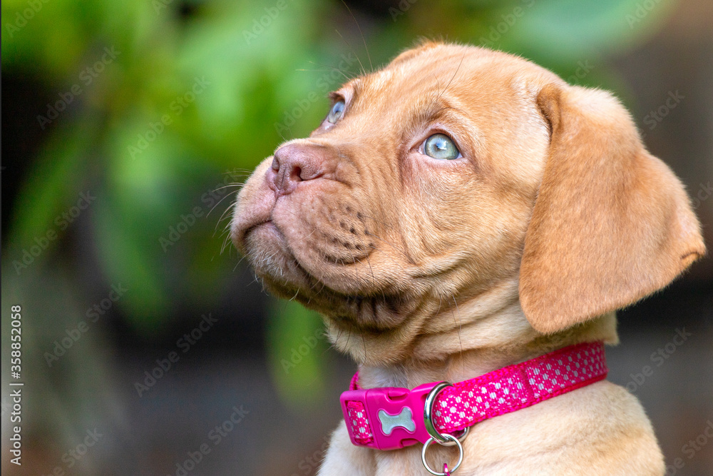 A portrait shot of Mabel, an 8 week old Dogue de Bordeaux (French Mastiff) bitch, with the less common fawn isabella colouring, as she sits in her new garden enjoying the summer sunshine.