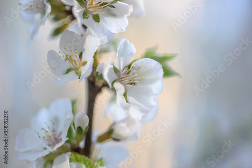 Cherry Blossom with Soft focus and color filter. Sakura season Background. Весна. Вишня. Cherry Blossom with Soft focus and color filter, Sakura season Background. Шмель. Бабочка