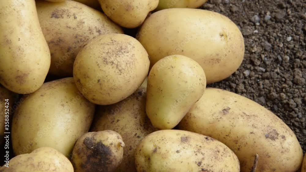 Raw fresh potatoes on the soil, healthy country food ingredients
Raw fresh potatoes on the soil, healthy country food ingredients