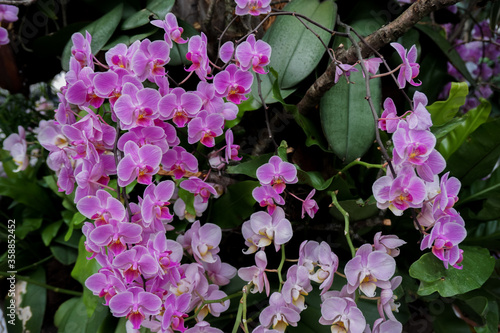 Orchidee Orchideen blühen weiss und rosa 