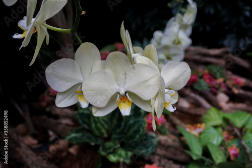 White Orchideen, Cymbidium