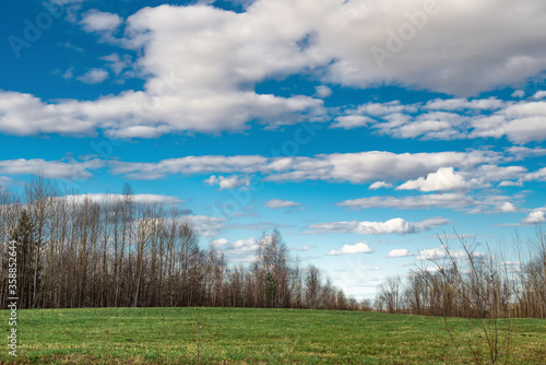 spring landscape - a green meadow against the background of a dry forest and a blue sky with white clouds on a sunny day.