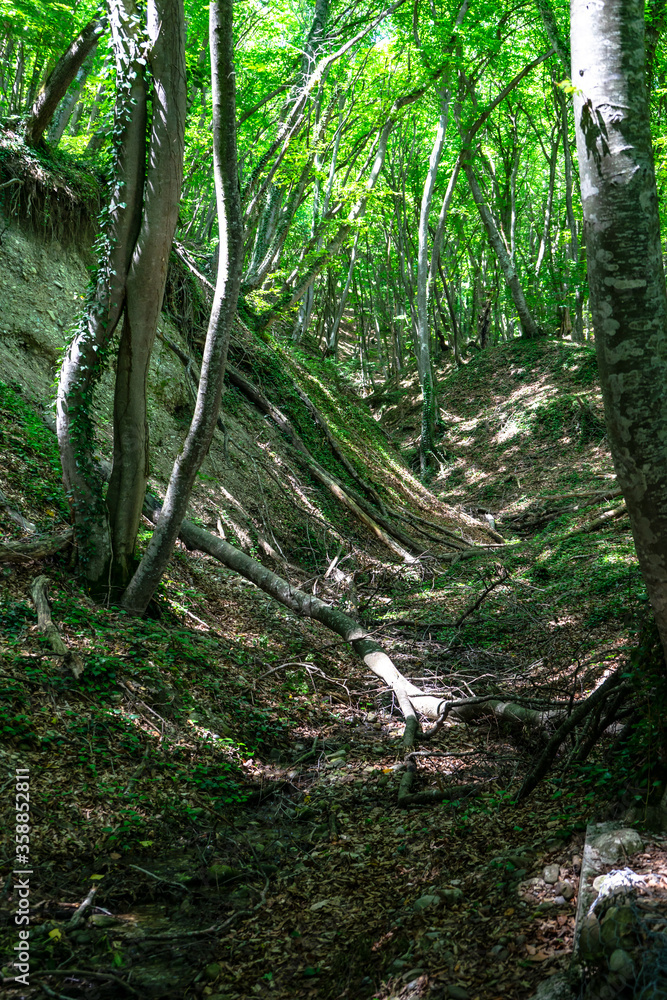 Old forest in Zedazeni area Old forest in Zedazeni area
