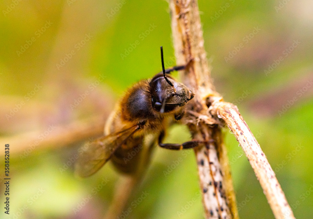 Abeja, apis mellifera. Ala. Abeja, apis mellifera. Ala.