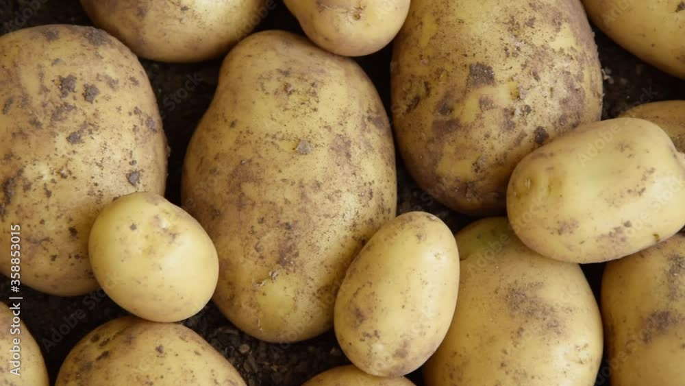 Raw fresh potatoes on the soil, healthy country food ingredients
Raw fresh potatoes on the soil, healthy country food ingredients