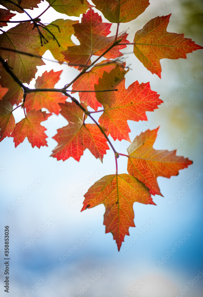 autumn background blurred bokeh landscape trees, leaves and sky. Yellow autumn leaves. autumn background blurred bokeh landscape trees, leaves and sky. Yellow autumn leaves.