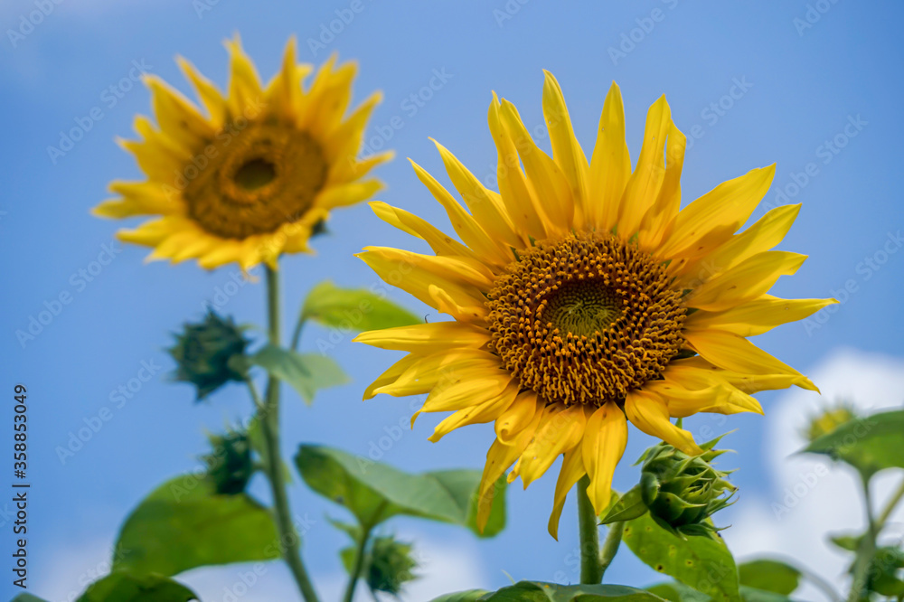 Beautiful sunflower of blue sky Beautiful sunflower of blue sky