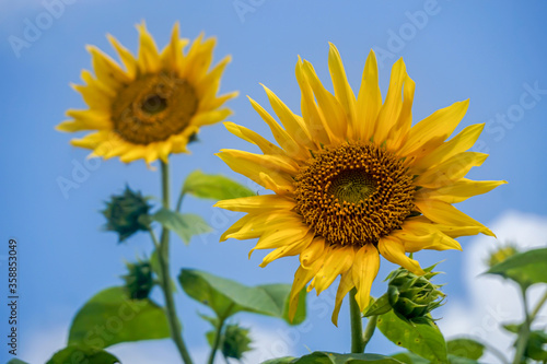 Beautiful sunflower of blue sky