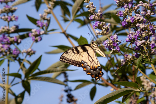 butterfly on chaste tree