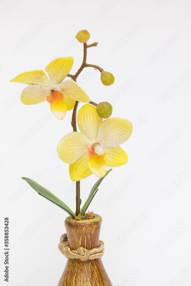 yellow orchid flowers in a vase on a white background
