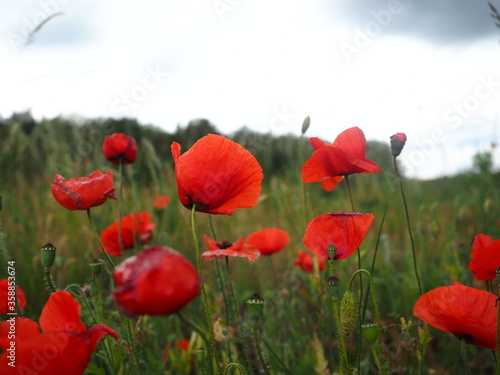 Close-up photo of red poppies and grass land taken on a cloudy day