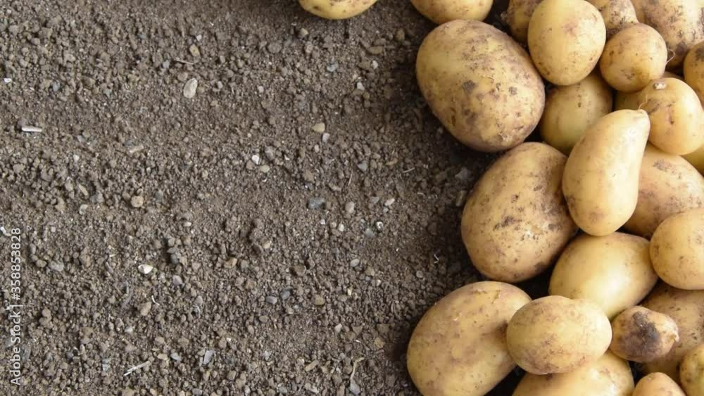 Raw fresh potatoes on the soil, healthy country food ingredients
Raw fresh potatoes on the soil, healthy country food ingredients