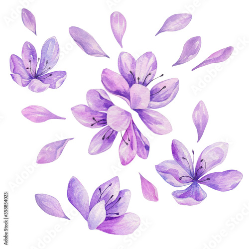 Watercolor purple flowers for design