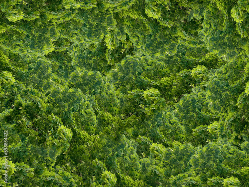 Texture of dense green tree crowns. Foliage. Impenetrable forest.