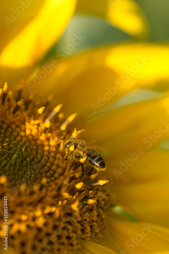 Sunflower field. Sunflowers on blue sky background. Sunflowers on a blue background. Sunflower with bumblebee. Подсолнух. Исчезновения пчел. Disparition des abeilles.